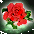item_真愛玫瑰