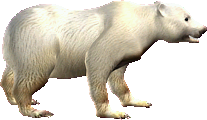 หมีขาว
