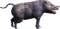 หมูป่า